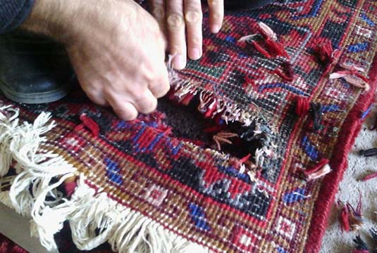 از بین بردن بید فرش + راه های تشخیص و نحوه جلوگیری